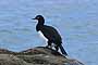 Cormorán de Cuello Negro