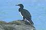 Cormorán de Cuello Negro