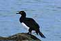 Cormorán de Cuello Negro