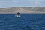 Ballena Franca Austral