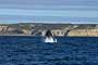 Ballena Franca Austral