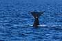 Ballena Franca Austral