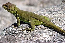 Lagarto Verde de Achala