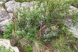 ejemplar de Tabaquillo creciendo en una Quebrada