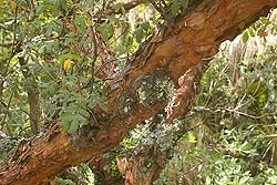 Característico tronco canela de un Tabaquillo