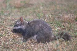 Vizcacha Macho