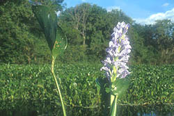 Flor de Camalote