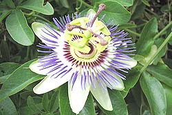 Flor de Pasionaria