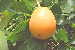 Fruto de Pasionaria (Mburucuyá)