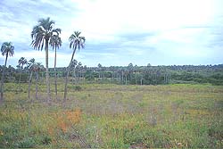 Estribaciones del Palmar