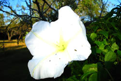 Flor de Dama de Noche