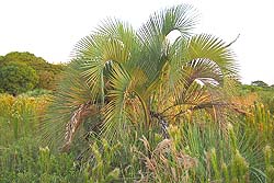 Ecotono Pastizal-Palmar
