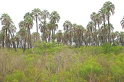Palmar de la especie Yatay