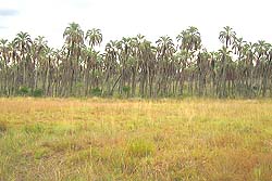 Ecotono entre el Pastizal y el Palmar