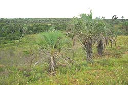 Renovales de Yatay