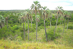 Ambiente del Palmar