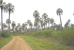 Camino central del Parque
