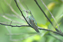 Picaflor Verde Común