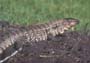 Lagarto Overo