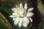 Flor de Irupé