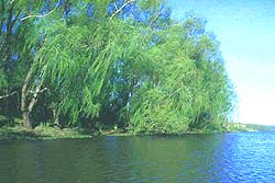 Selva Costera
