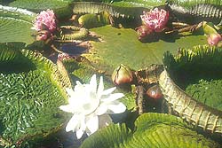 Irupé en Flor
