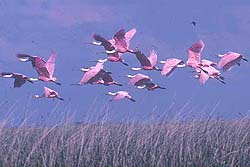 Bandada de Espátulas Rosadas