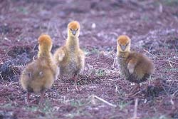 Pichones de Chajá
