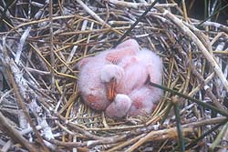 Pichones de Espátulas Rosadas