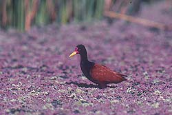 Jacana