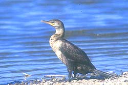 Biguá