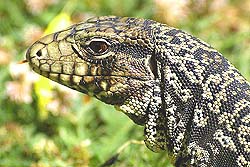 Lagarto Overo