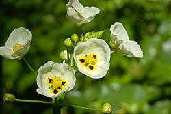 Flor de Sagitaria