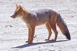 Zorro Colorado