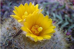 Cactus Espina de Oro