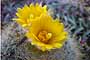 Cactus Espina de Oro