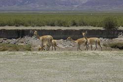 Hato de Vicuñas Bebiendo de un Arroyo