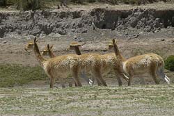 Hato de Vicuñas Alejándose de la Laguna