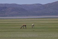 Panorámica del Valle y Uno de Sus Más Conspicuos Habitantes