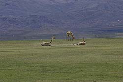 Grupo de Vicuñas Paciendo