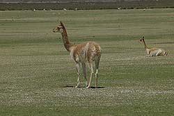 Una Vicuña Otea el Horizonte Para Advertir de Posibles Enemigos