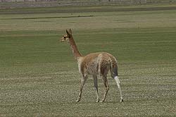 Vicuña Paseando Luego de Pastar