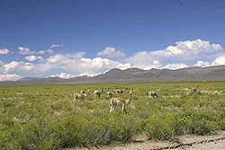 Paisaje Típico de la Puna con sus más Representativos Habitantes