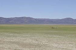 Vicuñas en la Puna