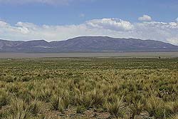 Estepa Arbustiva