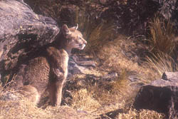 Puma al Acecho