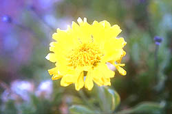 Gailla, Flor Endémica