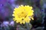 Flor Gailla