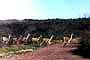 Hato de Guanacos