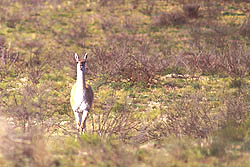 Guanaco en alerta